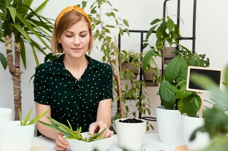 What are The Benefits of Having House Plants