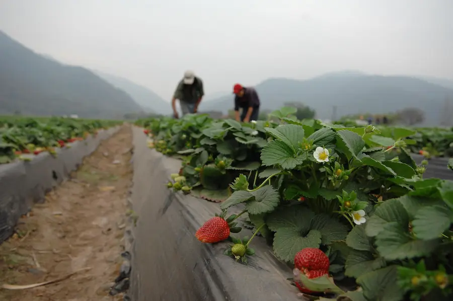 Sustainable Farming Methods That Help Strawberry Farmers