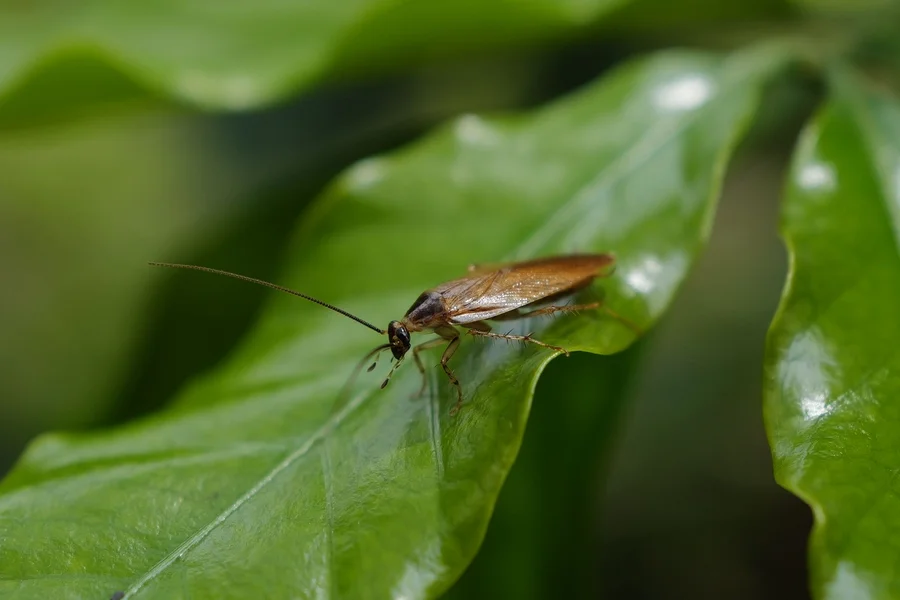 Baby Palmetto Bug Guide: Identification, Differences, and Removal Tips